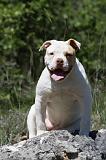 BOULEDOGUE AMERICAIN 042